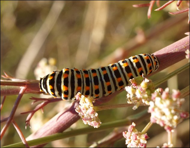 Machaon, chenille 1