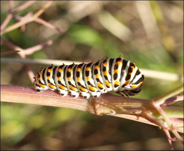 Machaon, chenille 2
