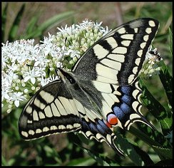 Machaon