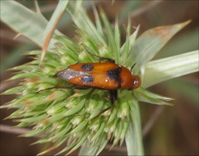 Macrosiagon tricuspidatum 3