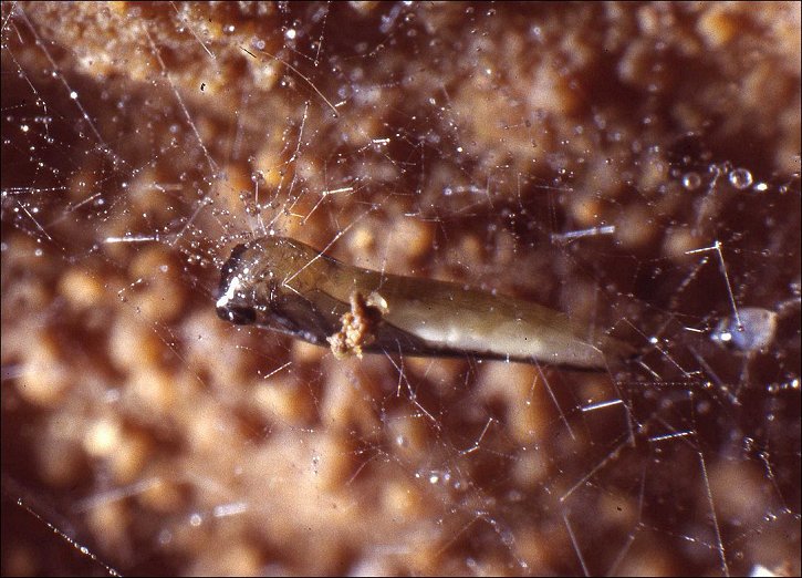 Macrocera 3