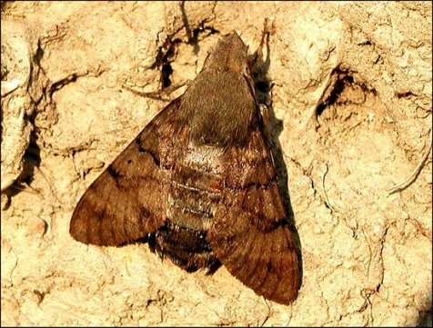 Macroglossum stellatarum 1