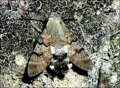 Macroglossum stellatarum 2