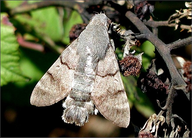 Macroglossum stellatarum 3