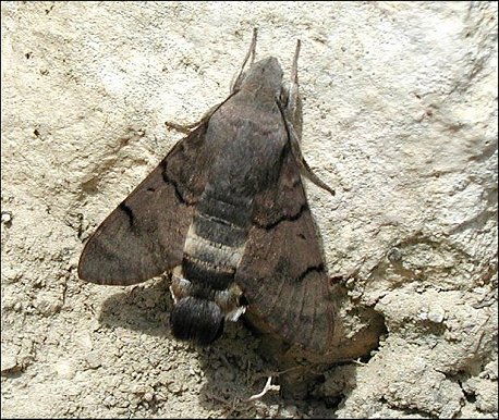 Macroglossum stellatarum 4