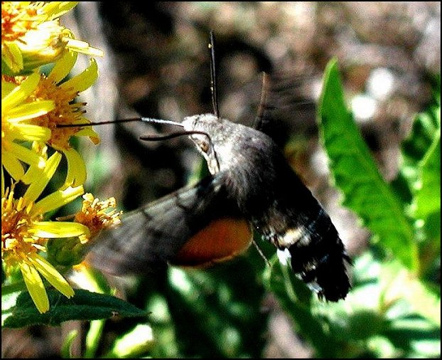 Macroglossum stellatarum 5