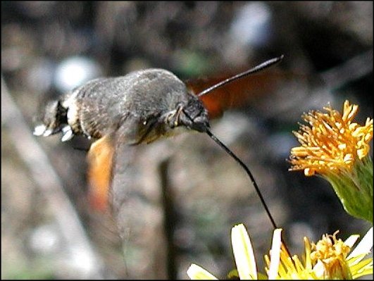 Macroglossum stellatarum 6
