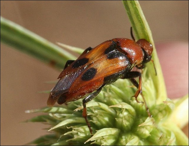 Macrosiagon tricuspidatum 1