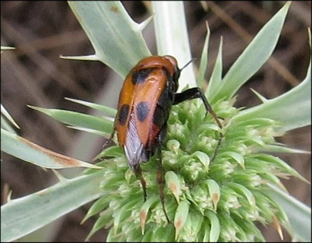 Macrosiagon tricuspidatum 2