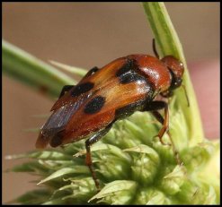 Macrosiagon