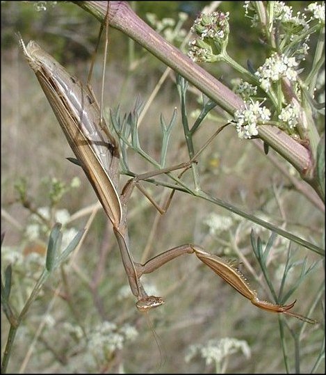 Mante 1