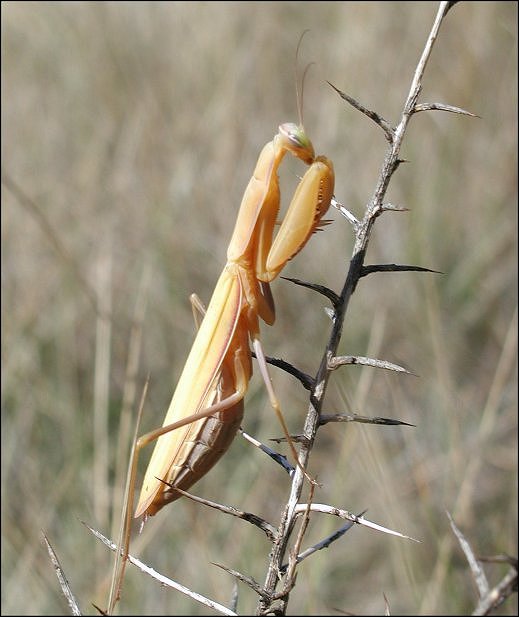 Mante 2