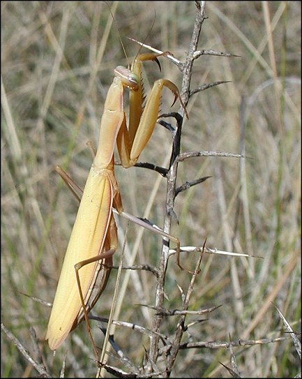 Mante 3