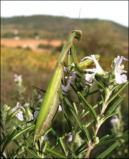 Mante 5