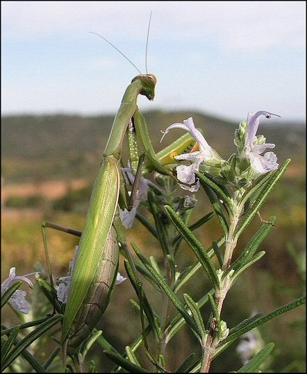 Mante 6