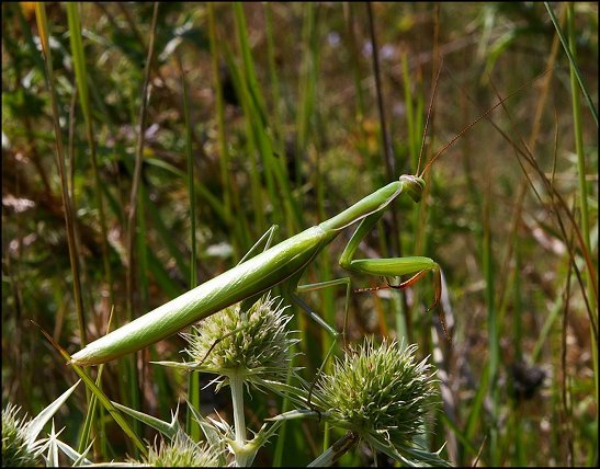 Mantis religiosa 1