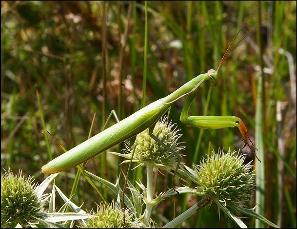 Mantis religiosa 2