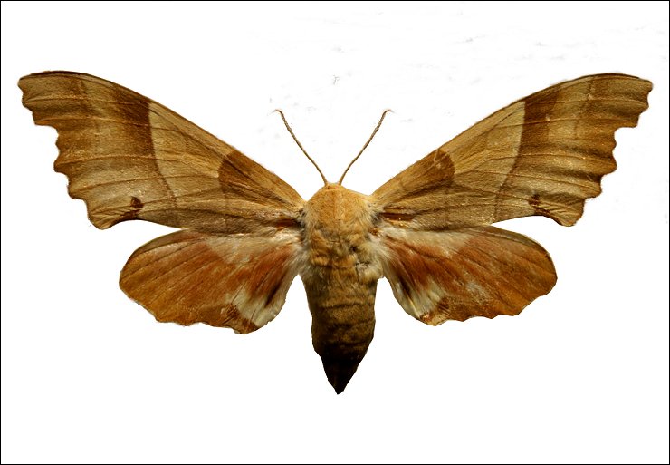 Marumba quercus 1