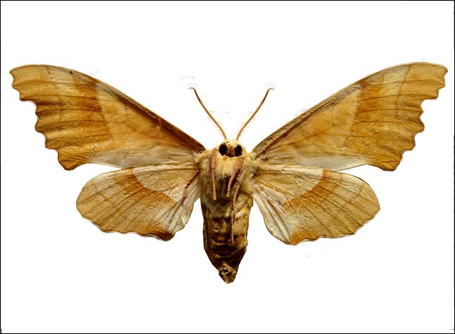 Marumba quercus 2