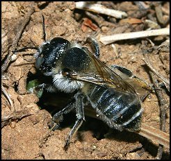 Mgachile sp.