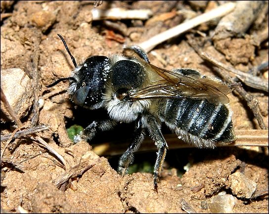 Megachile sp.b