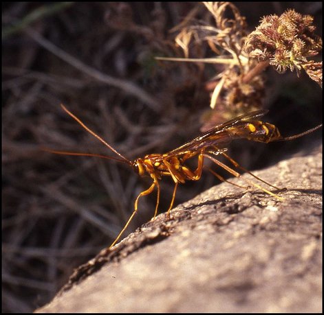 Megarhyssa