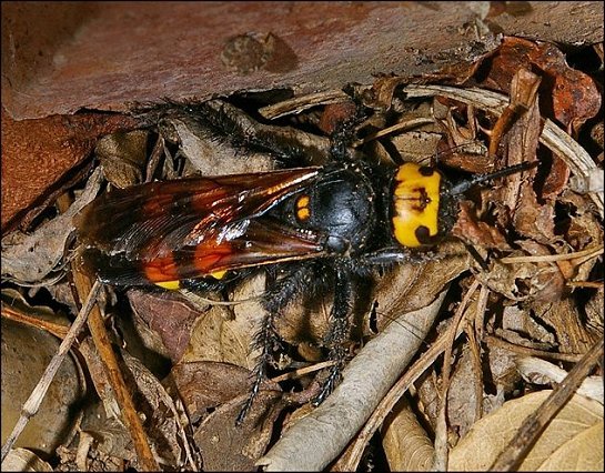 Megascolia maculata 1