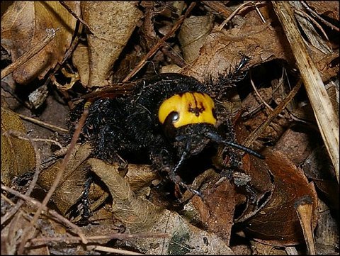 Megascolia maculata 10