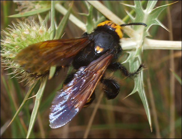 Megascolia maculata 12