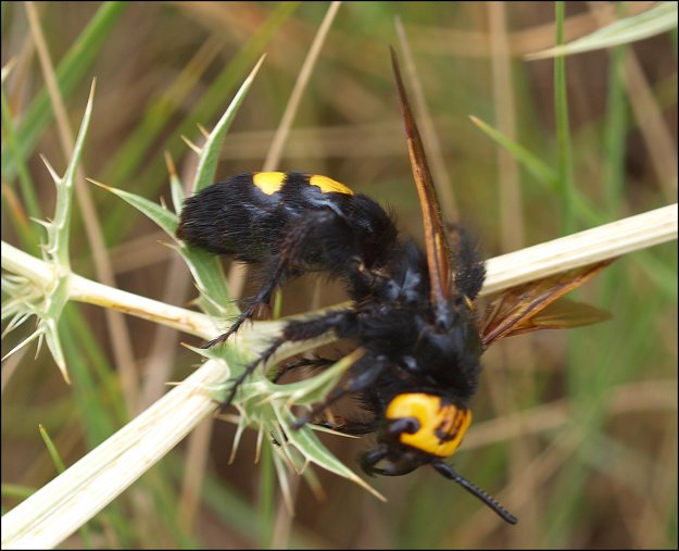 Magascolia maculata 13