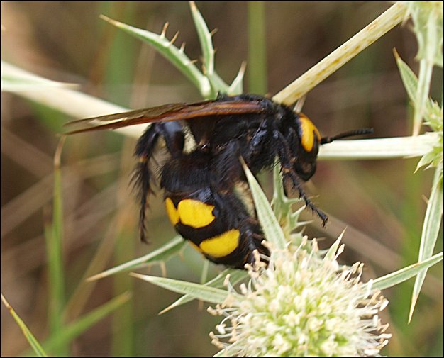 Megascolia maculata 14