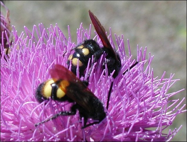 Megascolia maculata 15