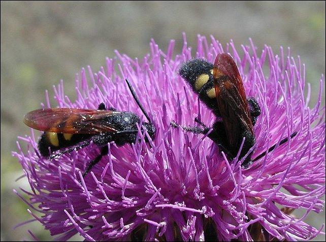 Megascolia maculata 16 2