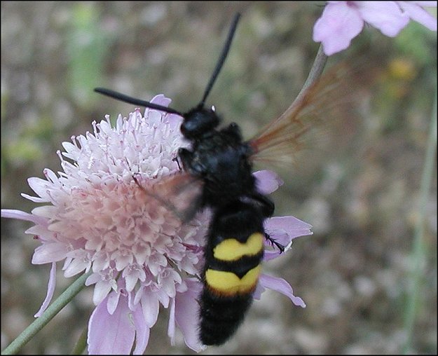 Megascolia maculata 17