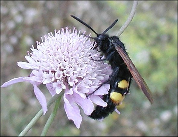 Megascolia maculata 18