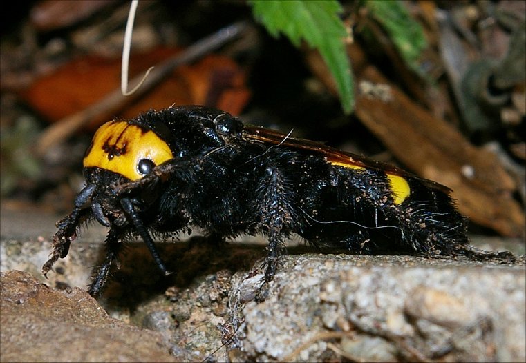 Megascolia maculata 2