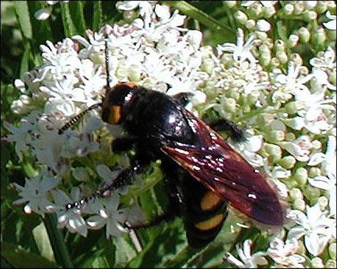 Megascolia maculata 3