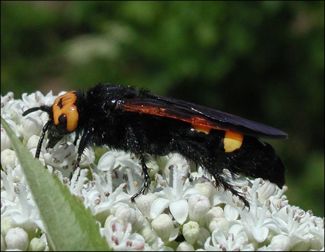 Megascolia maculata 4