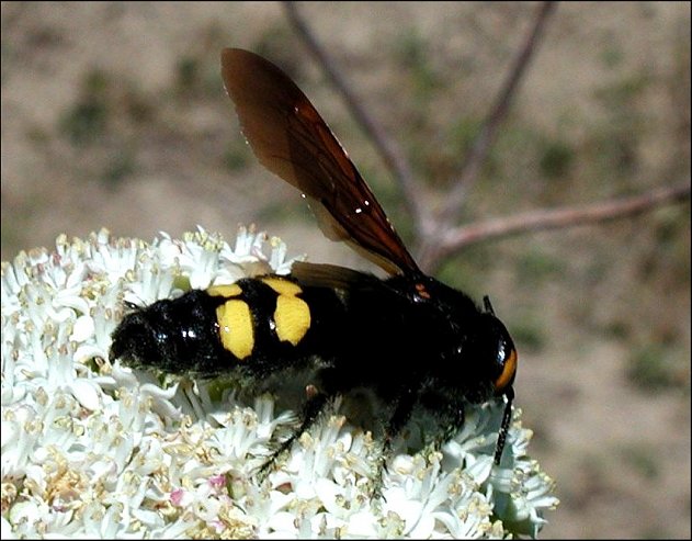 Megascolia maculata 5