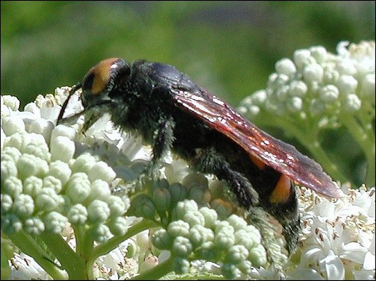 Megascolia maculata 6