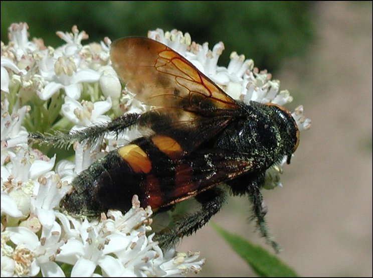 Megascolia maculata 7