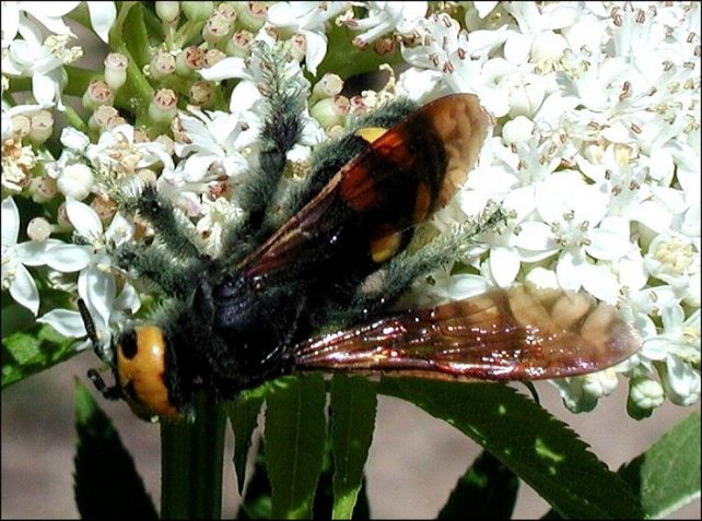 Megascolia maculata 8