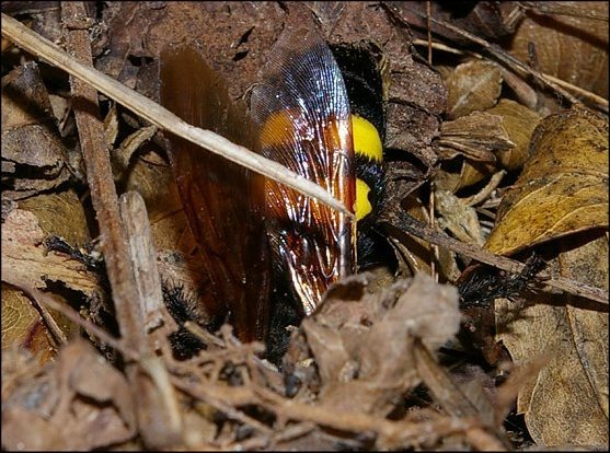 Megascolia maculata 9