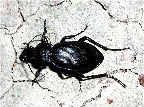 Megodontus purpurascens 1