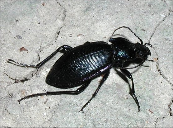 Megodontus  purpurascens  2