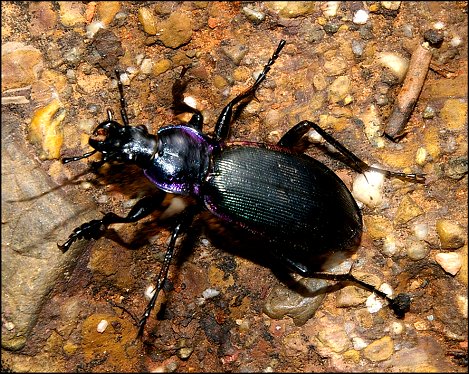 Megodontus purpurascens 3