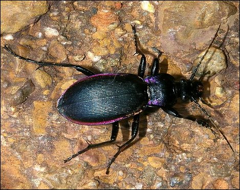 Megodontus purpurascens 4