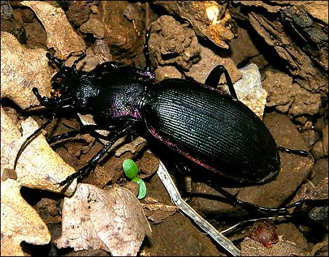 Megodontus purpurascens 5