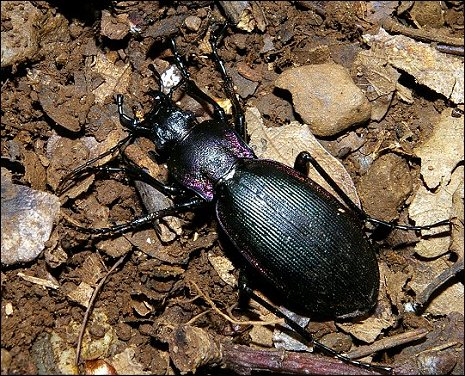Megodontus purpurascens 6