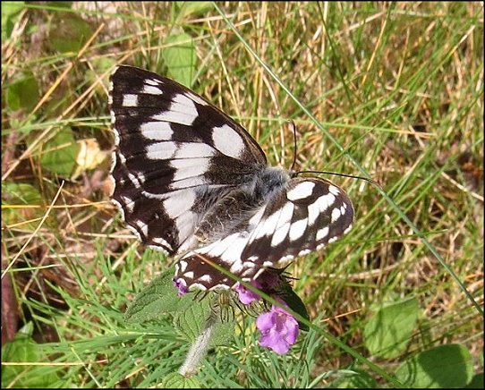 Melanargia galathea 1